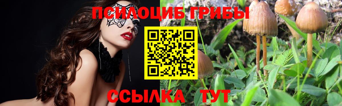 где купить   Вход с VPN  Михайловка  Галлюциногенные грибы Psilocybe 